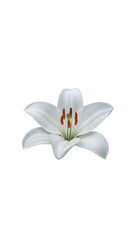 Isolated White Lily Flower Blossom With Transparent Background Illustration