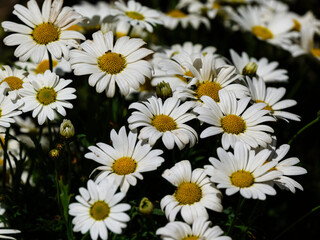 beautiful flowers in the nature