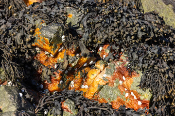 Seaweed Draped Over Colorful Barnacle-Covered Rock – Rich Natural Textures and Earth Tones in a Coastal Marine Habitat