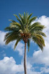 Obraz premium stunning palm tree with ripe coconut set against bright blue sky filled with fluffy clouds