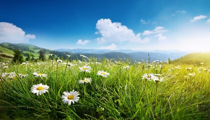 landscape with grass flowers and blue sky