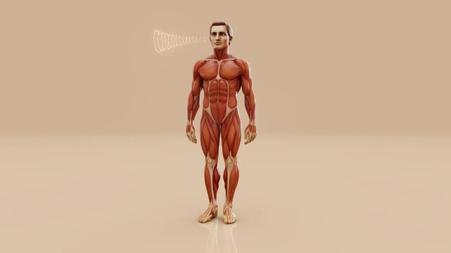 Conceptual 3D animation of a man's anatomy and hearing sense