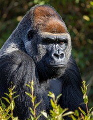 beautiful detailed close up image of a silver back gorilla looking at camera