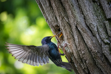A Common Starling clings to a tree trunk near a nest hole with its chick and flaps its wings perpendicular to the camera lens. © Mariia