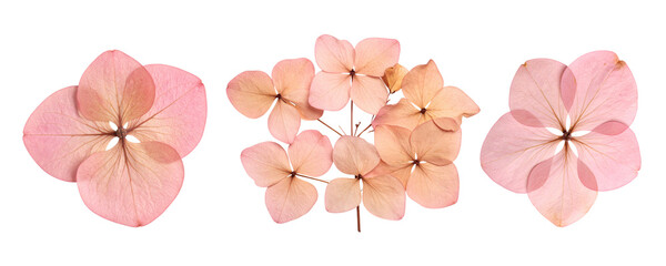 Dry pink hydrangea flowers isolated on a transparent background; PNG