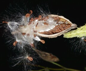 Milkweed Seedpod Blowing Its Light, Feathery Seeds to the Wind against a Black Background