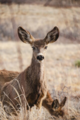 Wild Deer in Red Rock Mountain, Colorado