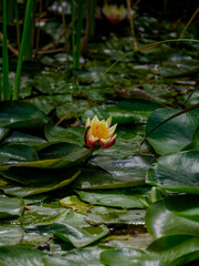 beautiful lotus flower in the forest
