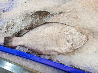 Fresh Indian halibut at fish market