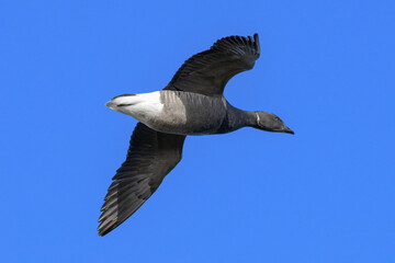 Dark bellied Brent Goose in flight