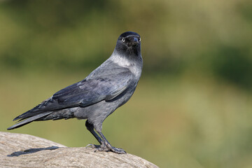Jackdaw