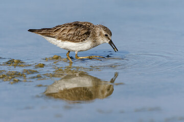 Least Sandpiper feeding on crabs