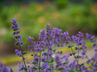 Cat mint plant in flower