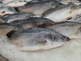 Fresh Giant sea perch or Asian sea bass at fish market
