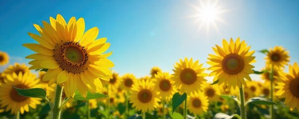 Obraz premium Vibrant yellow sunflowers in full bloom, basking in the summer sun A stunning display of nature's beauty, perfect for bright and cheerful imagery , wildflower, summer, flower