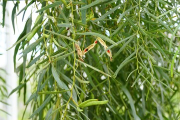 Closeup of the Willow Wattle branches with green leaves and tiny seed pods.