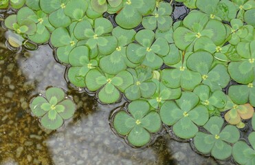 Close-up of Water Clover Marsilea mutica, showcasing the intricate patterns and vibrant green hues of the leaves.