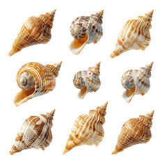 Nine Seashells on Green Background - Collection