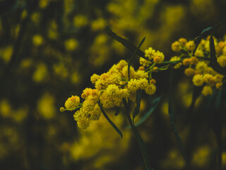 beautiful flowers in the nature