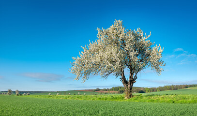 Green Field with Beautiful Old cherry tree in full bloom under clear blue sky in spring