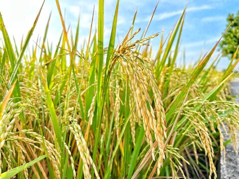 Rice field view. Rice that is not milled is known as padi or is referred to as unhulled rice (Indonesian and Malaysian: padi; Filipino, palay). becomes rice after the husk is removed by grinding