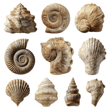 Collection of Diverse Ammonite and Shell Fossils