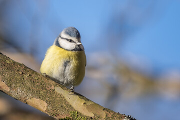 A vibrant blue tit, Cyanistes caeruleus sits on a tree branch against a clear blue sky. Its bright yellow and blue feathers stand out, showcasing the beauty of nature in springtime.