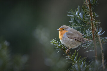 A European robin, Erithacus rubecula sits quietly on a green branch, showcasing its vibrant orange breast. The soft light of spring highlights the delicate features of this charming bird.