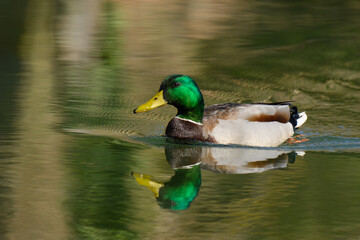 A mallard duck, Anas platyrhynchos swims gracefully across the serene water, its vibrant green head reflecting in the tranquil pond. Sunlight enhances its colors as it glides smoothly by.