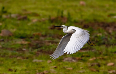 great white heron in flight