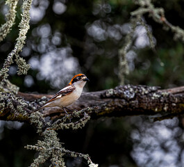 red headed woodpecker on a branch