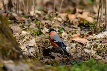 A bullfinch is foraging on the forest floor, surrounded by dried leaves and fresh greenery. The scene captures the essence of spring as the bird searches for food.