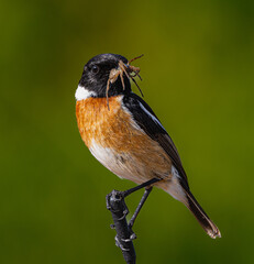 robin on a branch eating spider