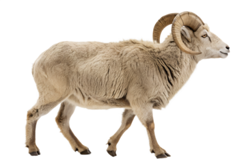  Majestic Mountain Ram: An imposing ram, with magnificent curved horns, strides confidently across a rugged terrain, showcasing the raw power and beauty of the wilderness.