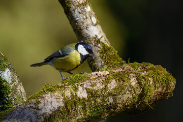 Great tit, Parus major explores a mossy branch in a tranquil forest setting. The bird moves carefully, searching for food amidst the lush greenery during early morning light. © 24K-Production