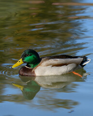 A mallard duck, Anas platyrhynchos is swimming peacefully in a tranquil pond surrounded by lush greenery, reflecting its colors on the clear water in the golden light of late afternoon.