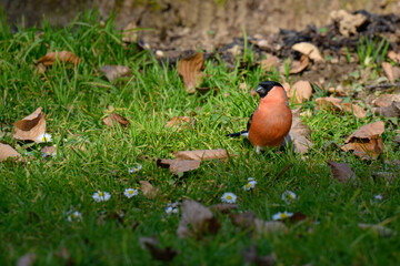 Fototapete bei efototapeten.de bestellen   