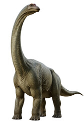 Obraz premium Realistic Image of Large Brontosaurus Dinosaur With Long Neck Isolated