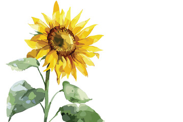 Fototapeta premium Watercolor hand-painted sunflower elements set, Autumn arrangement, Farmhouse rustic fall decor, harvest Thanksgiving clipart. Birthday summer card. Realistic botanical art