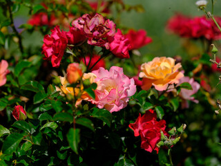 beautiful rose in the nature