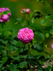 beautiful rose in the nature