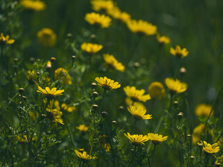 beautiful flowers in the nature