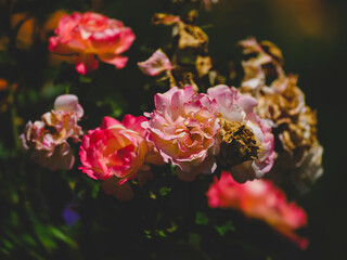 beautiful rose in the nature