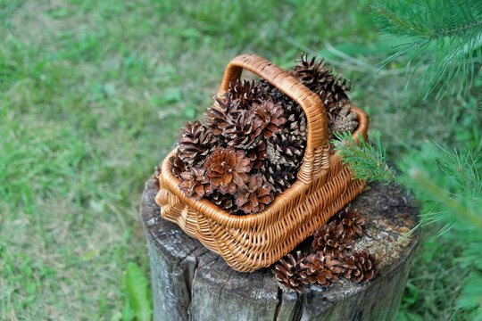 Wicker basket with ripe brown pine cones on tree stump in forest, natural background. pine tree cones picking for decorating or kindling.