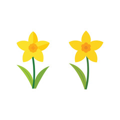 Fototapeta premium Vector art of Two yellow daffodils isolated on white background in simple vector art
