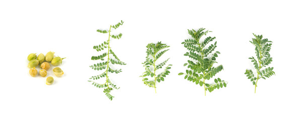 Fresh chickpea leaves and pods isolated. Green shoots and twigs of a legume plant