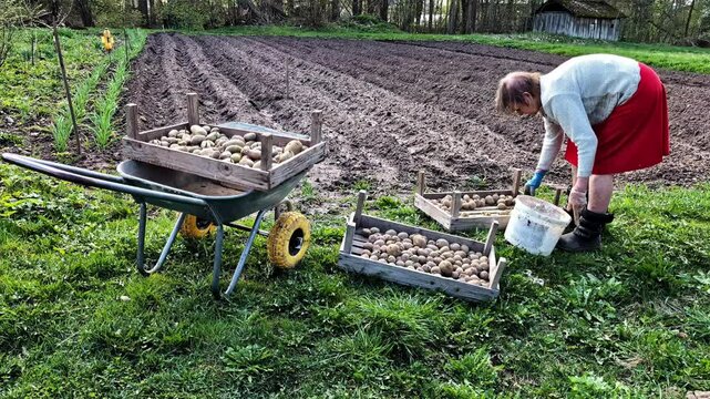 Elderly woman in red skirt prepares seed potatoes by hand at the edge of garden rows