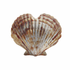 Obraz premium Single Heart-Shaped Scallop Shell on Blue