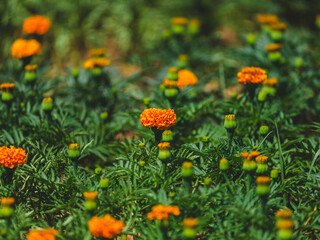 beautiful flowers in the nature