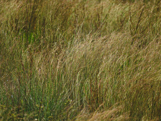 beautiful reeds in the lake